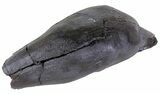 Fossil Whale Tooth - South Carolina #63565-1